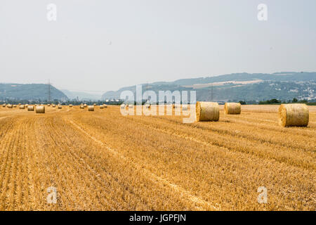 Agriculture champ récolté avec des bottes de paille en été en Allemagne près de Neuwied Banque D'Images