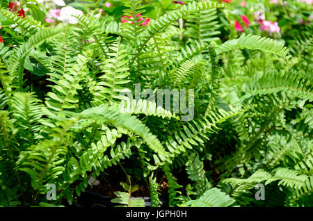 Arrière-plan de jardin vert Fougère fougère épée ou Fishbone (Nephrolepis cordifolia (L.) Presl.) Banque D'Images