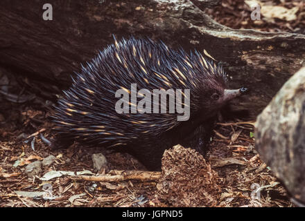 Échidné à nez court, (Tachyglossus aculeatus), New South Wales, Australie Banque D'Images