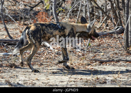 Chien sauvage d'Afrique, Lycoon pictus, trottant à travers le veld, Sabi Sands game reserve, Afrique du Sud Banque D'Images