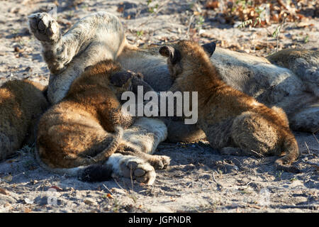 Lionne, Panthera leo, avec petits nourrir avoir mangé son pourvoir de buffalo, sables bitumineux Sabie game reserve, Afrique du Sud Banque D'Images