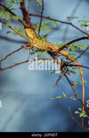 Jardin Indien Oriental Garden Lizard, lézard, Eastern Garden Lizard ou modifiables (Calotes versicolor , Lézard), Parc national de Keoladeo Ghana, Inde Banque D'Images