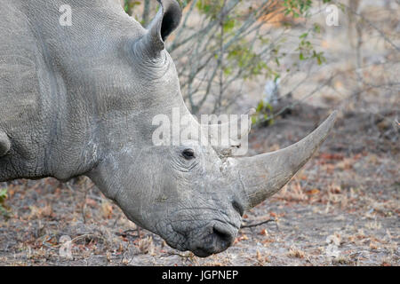 Square-labiés (blanc) Rhinocéros, Ceratotherium simum, pâturage dans Sabi Sands game reserve, Afrique du Sud Banque D'Images