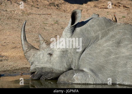 Square-labiés (blanc) Rhinocéros, Ceratotherium simum, mauvais animal couché dans l'eau à Sabi Sands game reserve, Afrique du Sud Banque D'Images