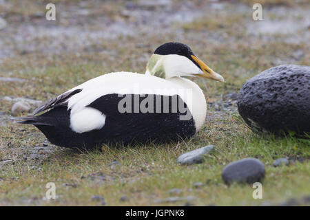 L'Eider à duvet (Somateria mollissima), mâle adulte, assis sur le sol Banque D'Images