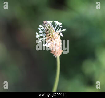 Plantago lanceolata Banque D'Images