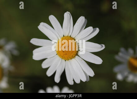 Marguerite commune Banque D'Images