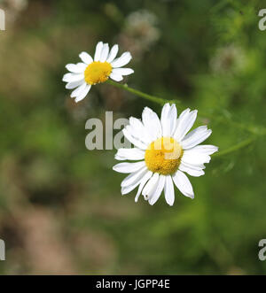 Marguerite commune Banque D'Images