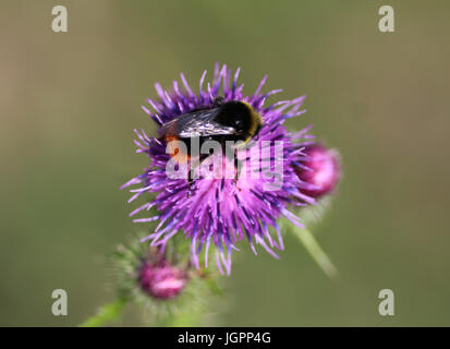 Bombus pratorum Banque D'Images