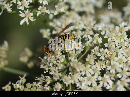 Guêpe commune (Vespula Vulgaris) Banque D'Images