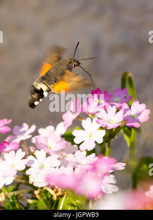 Un Colibri Moth Macroglossum stellatarum Hawk se nourrir une suspension en soirée du soleil dans le Nord du Pays de Galles village d'Lixwm, Flintshire. Banque D'Images