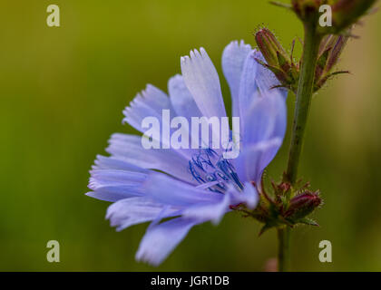 Une fleur de la chicorée (Cichorium intybus) peut être vu dans Sieversdorf, Allemagne, 9 juillet 2017. La floraison à 6 heures et ensuite fermer jusqu'à midi. Sa racine a servi de substitut de café depuis le 18e siècle. Photo : Patrick Pleul/dpa-Zentralbild/ZB Banque D'Images