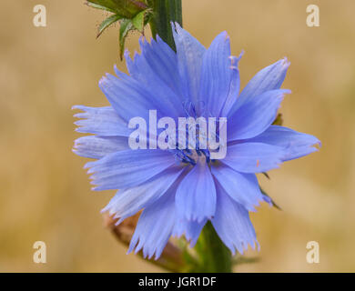 Une fleur de la chicorée (Cichorium intybus) peut être vu dans Sieversdorf, Allemagne, 9 juillet 2017. La floraison à 6 heures et ensuite fermer jusqu'à midi. Sa racine a servi de substitut de café depuis le 18e siècle. Photo : Patrick Pleul/dpa-Zentralbild/ZB Banque D'Images