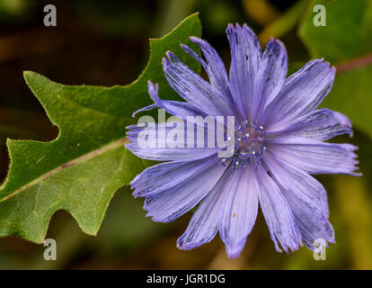 Une fleur de la chicorée (Cichorium intybus) peut être vu dans Sieversdorf, Allemagne, 9 juillet 2017. La floraison à 6 heures et ensuite fermer jusqu'à midi. Sa racine a servi de substitut de café depuis le 18e siècle. Photo : Patrick Pleul/dpa-Zentralbild/ZB Banque D'Images