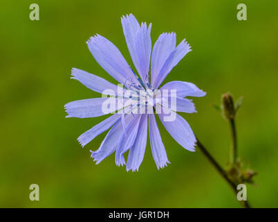 Une fleur de la chicorée (Cichorium intybus) peut être vu dans Sieversdorf, Allemagne, 9 juillet 2017. La floraison à 6 heures et ensuite fermer jusqu'à midi. Sa racine a servi de substitut de café depuis le 18e siècle. Photo : Patrick Pleul/dpa-Zentralbild/ZB Banque D'Images