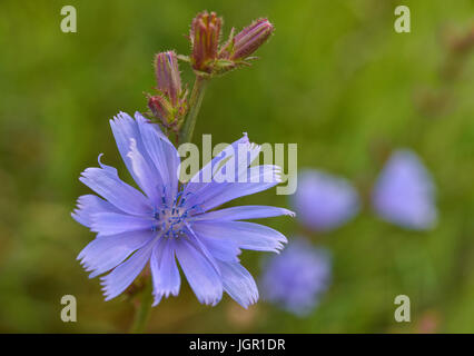 Une fleur de la chicorée (Cichorium intybus) peut être vu dans Sieversdorf, Allemagne, 9 juillet 2017. La floraison à 6 heures et ensuite fermer jusqu'à midi. Sa racine a servi de substitut de café depuis le 18e siècle. Photo : Patrick Pleul/dpa-Zentralbild/ZB Banque D'Images