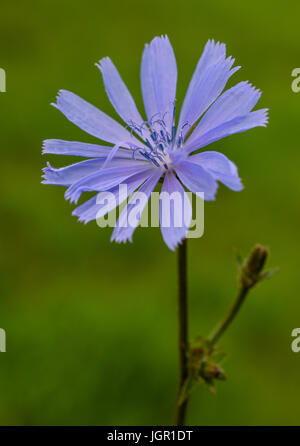 Une fleur de la chicorée (Cichorium intybus) peut être vu dans Sieversdorf, Allemagne, 9 juillet 2017. La floraison à 6 heures et ensuite fermer jusqu'à midi. Sa racine a servi de substitut de café depuis le 18e siècle. Photo : Patrick Pleul/dpa-Zentralbild/ZB Banque D'Images