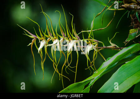 Brassia caudata (orchidée araignée) image prise à Altos del Maria, Panama Banque D'Images