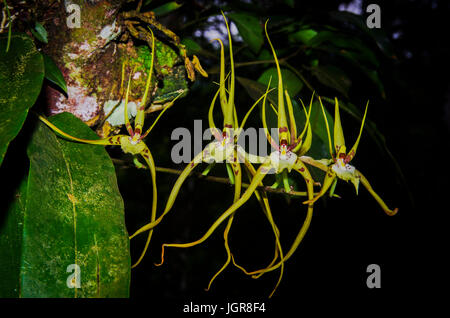 Brassia caudata (orchidée araignée) image prise à Altos del Maria, Panama Banque D'Images