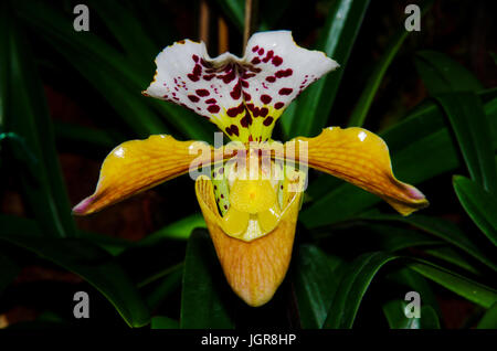 Lady Slipper orchid Banque D'Images