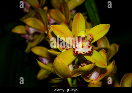 Big Yellow orchidées avec centre rouge color Banque D'Images