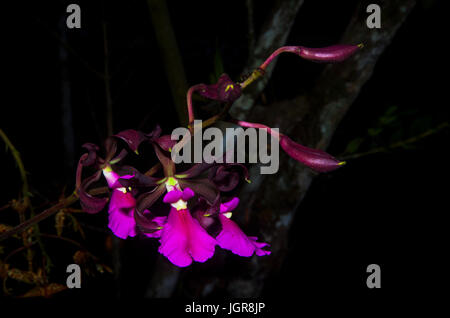 Encyclia cordigera rosea orchidée fleur avec une large lèvre avec de riches couleurs pures Banque D'Images