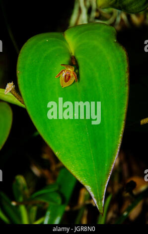 Antonensis Pleurothallis petite orchidée croissant dans le milieu de la feuille d'usines Banque D'Images