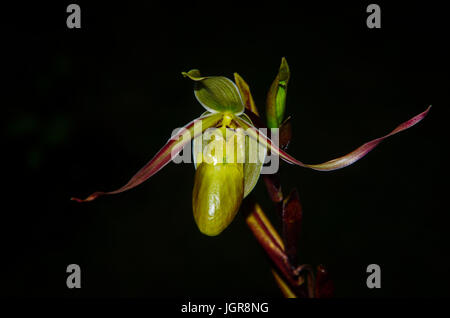 Lady's-slipper orchid Phragmipedium longifolium image prise à El Valle Panama Banque D'Images