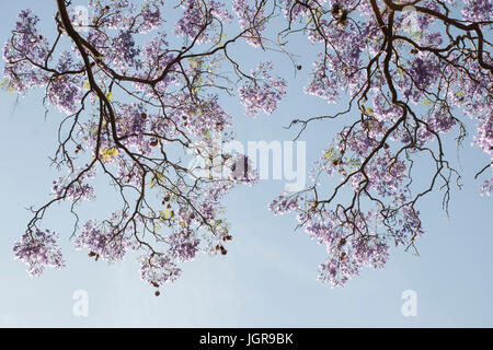 Fleur qui s'épanouit sur bleu jacaranda tree against a blue sky, jacaranda mimosifolia. L'Argentine, l'Amérique du Sud Banque D'Images