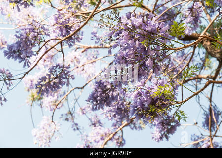 Fleur qui s'épanouit sur bleu, arbre jacaranda jacaranda mimosifolia. L'Argentine, l'Amérique du Sud Banque D'Images