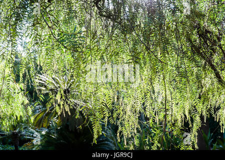 Soleil qui brille à travers les feuilles des arbres Aguaribay (Schinus areira) Banque D'Images