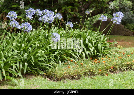 Lily, de l'Afrique bleue agapanthus africanus fleurs dans un jardin Banque D'Images