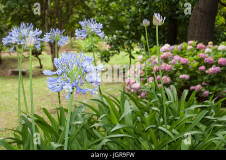 Lily, de l'Afrique bleue agapanthus africanus fleurs dans un jardin Banque D'Images