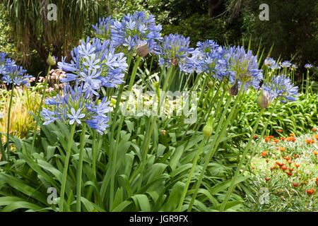 Lily, de l'Afrique bleue agapanthus africanus fleurs dans un jardin Banque D'Images