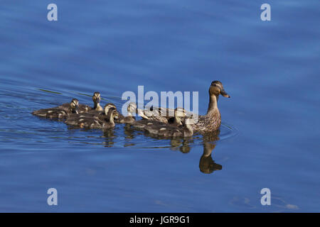 Une mère canard colvert (Anas platyrhychos) Nager avec sa famille de canetons sur un étang. Banque D'Images