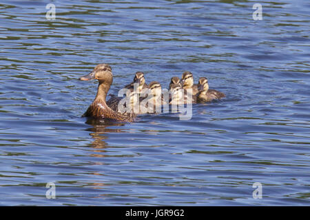 Une mère canard colvert (Anas platyrhychos) Nager avec sa famille de canetons sur un étang. Banque D'Images