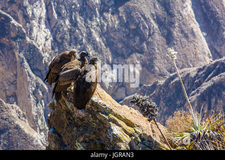 Trois Condors au canyon de Colca assis,Pérou,l'Amérique du Sud. C'est un condor le plus grand oiseau volant sur la terre Banque D'Images