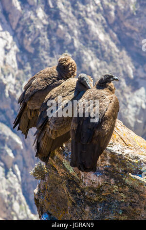 Trois Condors au canyon de Colca assis,Pérou,l'Amérique du Sud. C'est un condor le plus grand oiseau volant sur la terre Banque D'Images