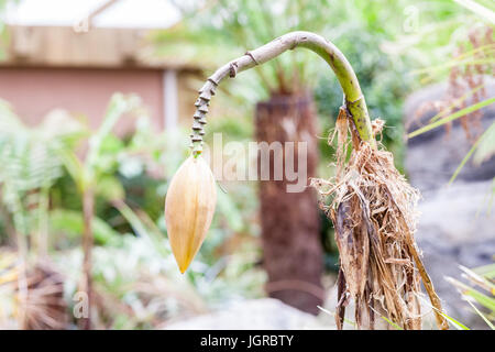 Banane jaune fleur dans un lieu tropical sur une journée ensoleillée Banque D'Images