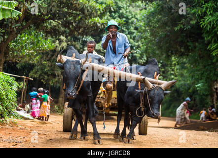 MADAGASCAR, Diego Suarez - décembre 4, 2014 : l'homme monte sur le chariot attelé par des taureaux. Madagascar, Diego Suarez. 4 Septembre, 2014 Banque D'Images