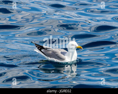 Mouette flottant sur l'eau, de la Croatie, mer méditerranée Banque D'Images