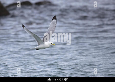 Mouette tridactyle (Rissa tridactyla) Banque D'Images