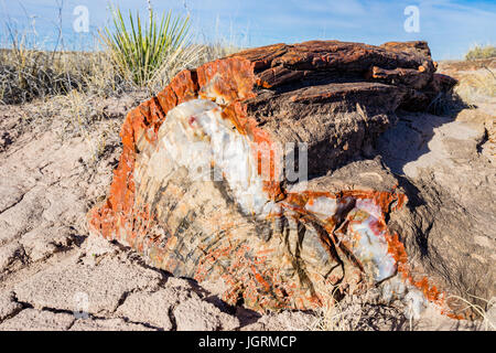 Section transversale d'colorés petrified wood tree segment de journal exposés dans les sols de Petrified Forest National Park, Arizona, USA. Banque D'Images