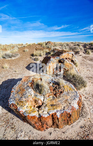 Section transversale d'colorés petrified wood tree segment de journal exposés dans les sols de Petrified Forest National Park, Arizona, USA. Banque D'Images