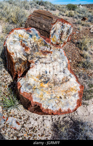 Section transversale d'colorés petrified wood tree segment de journal exposés dans les sols de Petrified Forest National Park, Arizona, USA. Banque D'Images