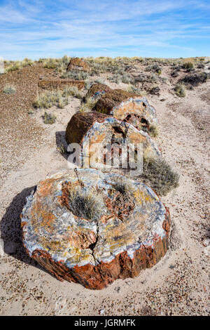 Section transversale d'colorés petrified wood tree segment de journal exposés dans les sols de Petrified Forest National Park, Arizona, USA. Banque D'Images