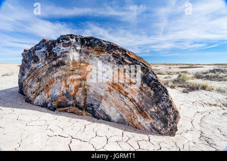 Le bois pétrifié colorés segment de journal d'arbres exposés dans les sols de Petrified Forest National Park, Arizona, USA. Banque D'Images