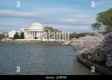 WASHINGTON, DC - Mars 2016 : Le Jefferson Memorial à l'échelle du bassin de marée au cours de la Cherry Blossom Festival à Washington DC Banque D'Images