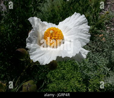 Pavot blanc Big Yellow Stamen Banque D'Images