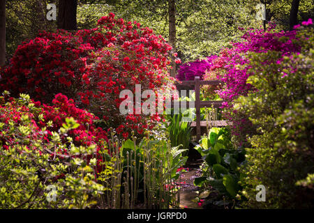 La plantation d'Isabella à Richmond Park, Surrey en pleine floraison Banque D'Images